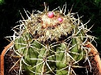 Melocactus neryi (Rio araça -affluent du Rio negro) Amazonas Br ©JB coll.JPG